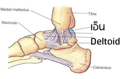 ปวดข้อเท้าด้านใน