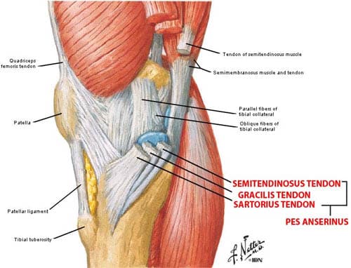 ปวดเข่าด้านใน anatomy